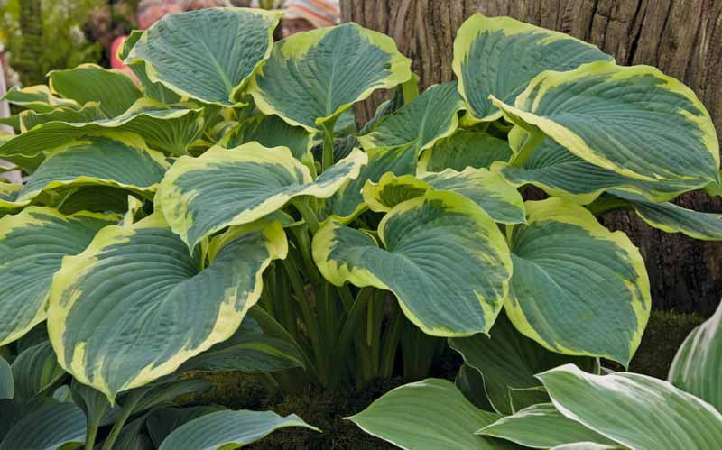 Hosta   American   Halo    (8001)